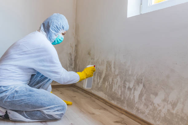 Licensed Crawl Space Mold Removal service in Benson, MN - WQB Mold Removal