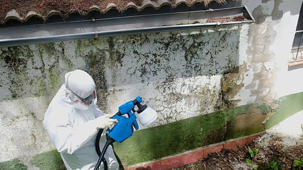 Top rated local Crawl Space Mold Removal specialists in Benson, MN